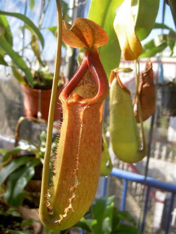 Nepenthes truncata x petiolata